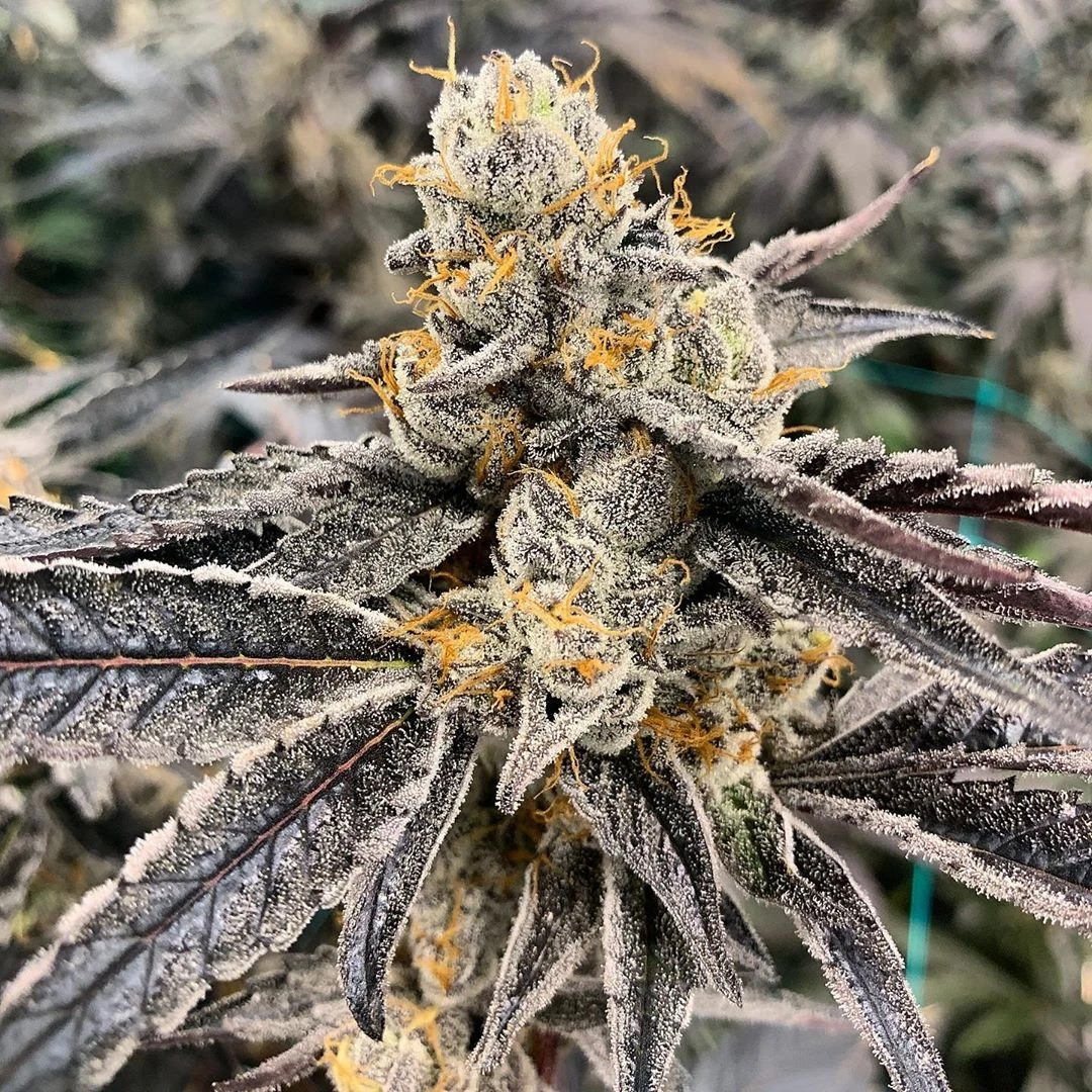 8889-4345-garlic-sherbert