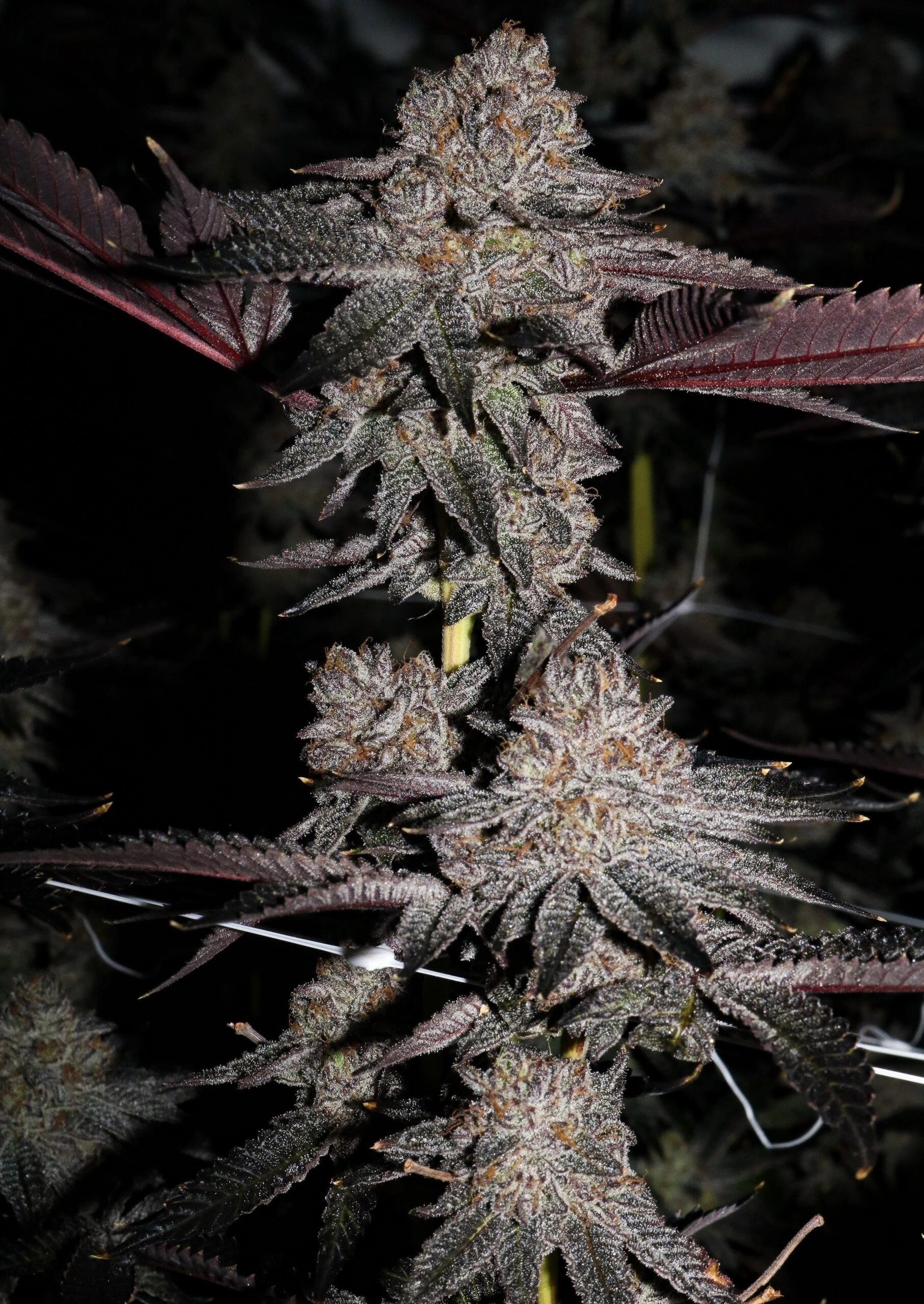 Vice Cream FLOWER
