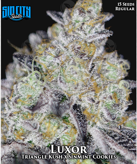 Sin_City_Seeds_-_Luxor