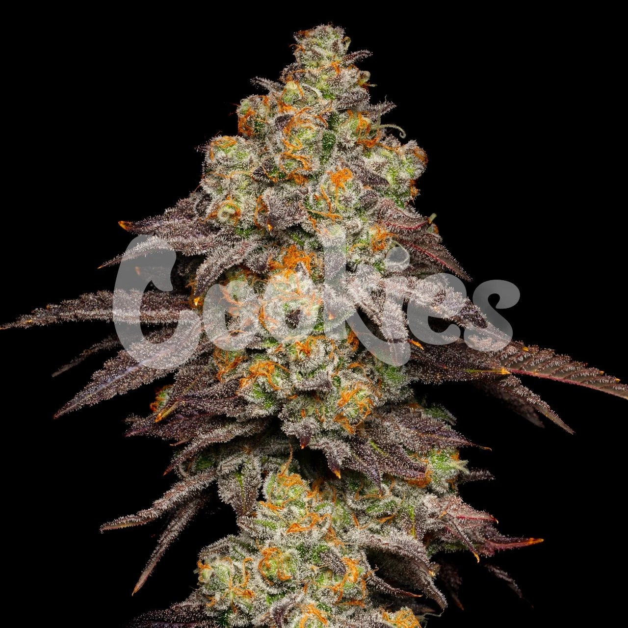 big-z-Zkittlez-x-Runtz-bud-feminized-seeds-2