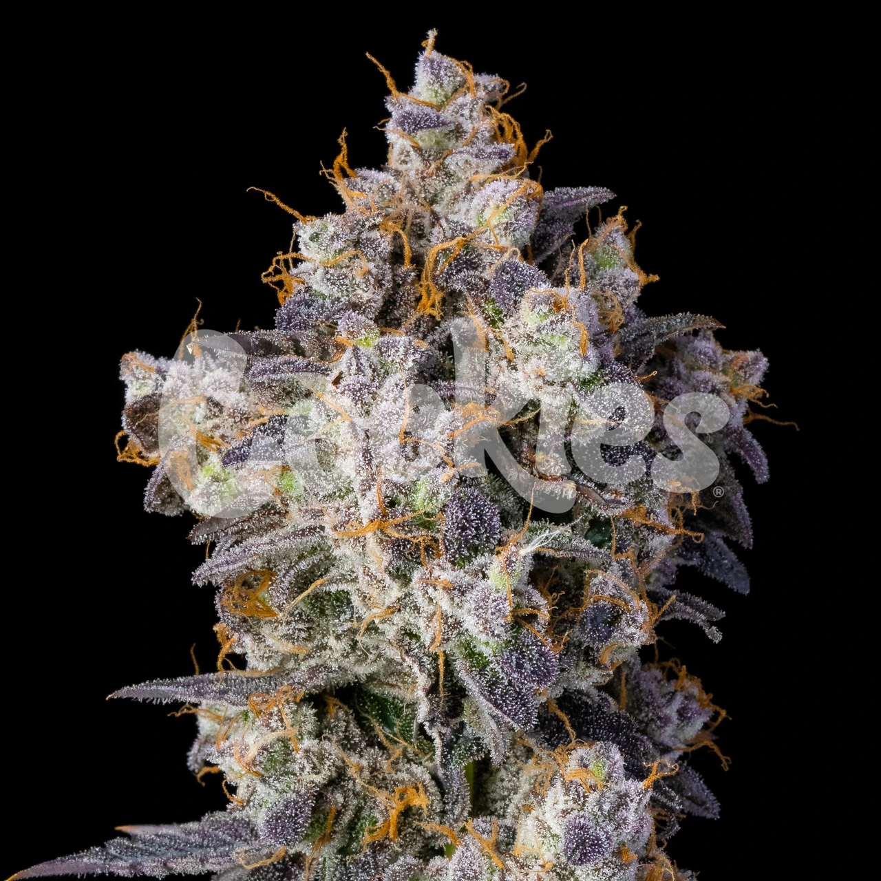 cherry-zelato-feminzied-seeds