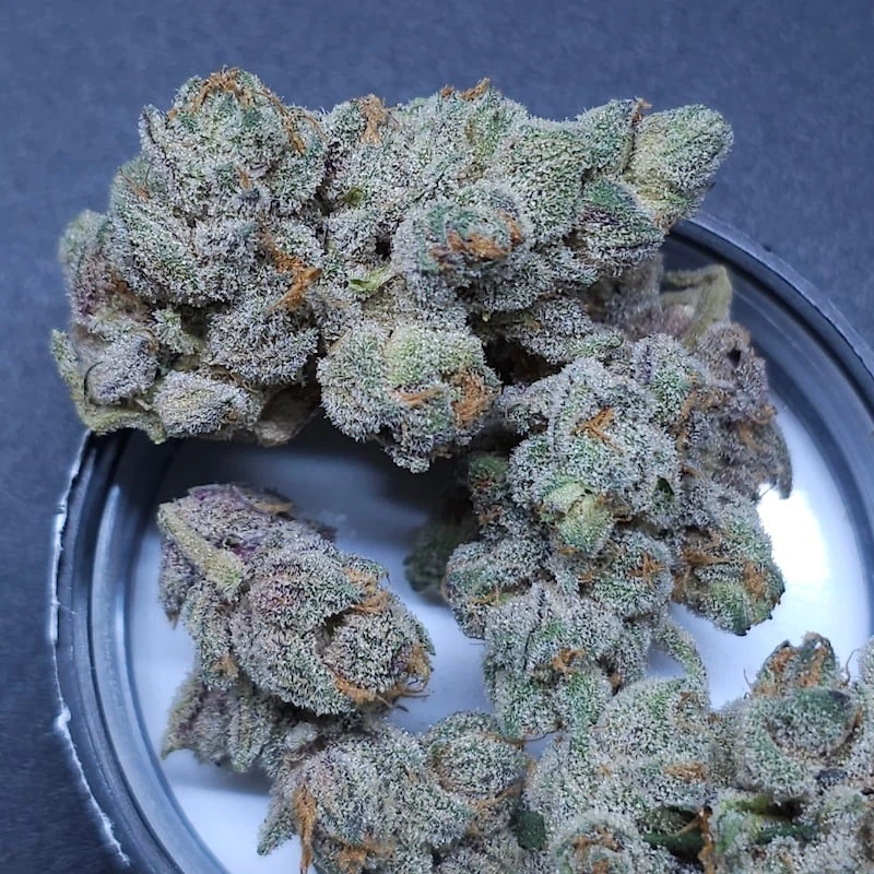 Sugar-Tree-1-1
