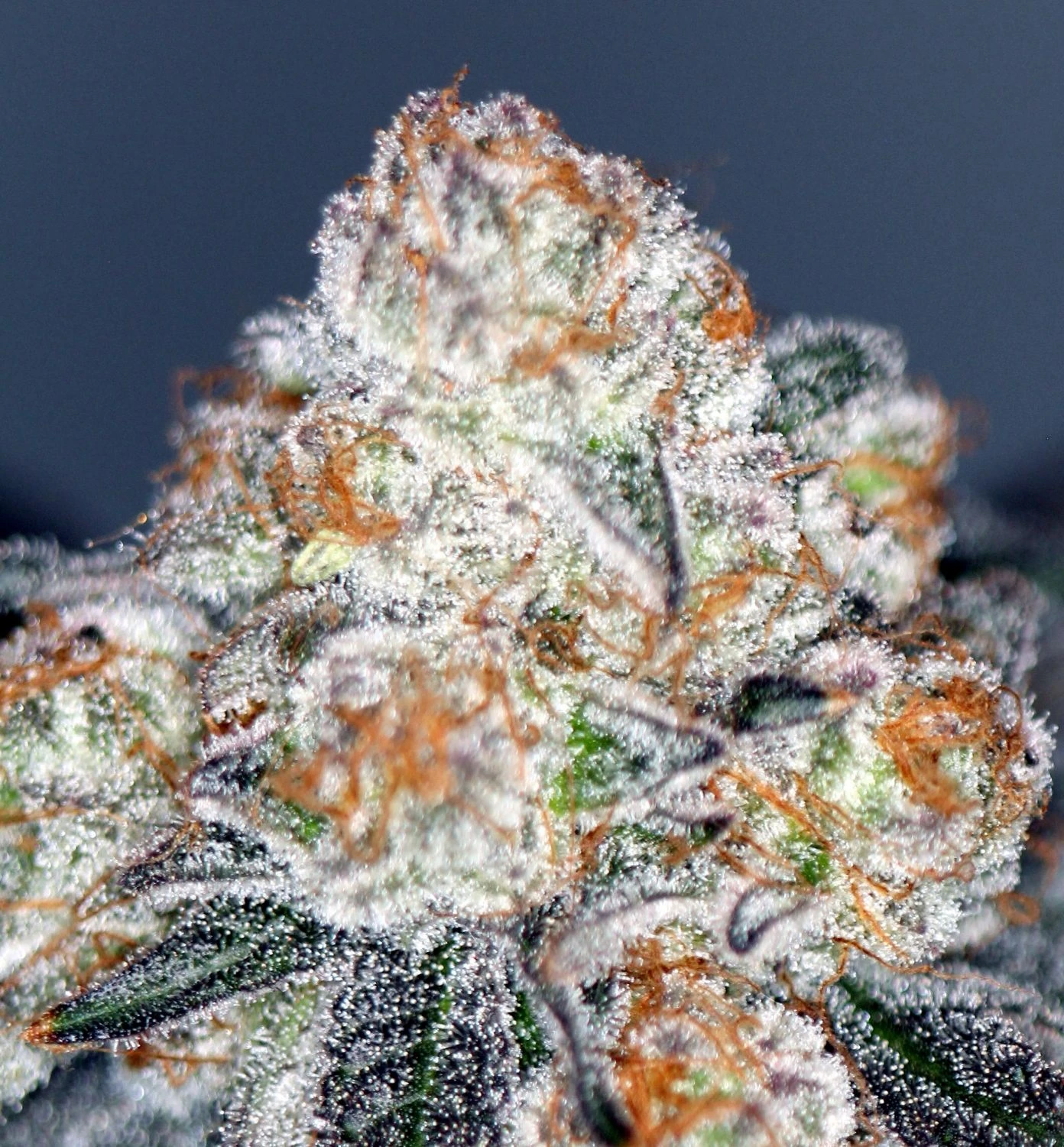 blueberry-tartz