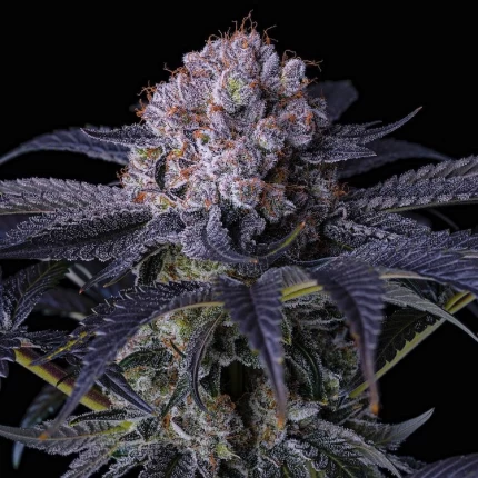 ETHOS - GRAPE BALLS OF FIRE