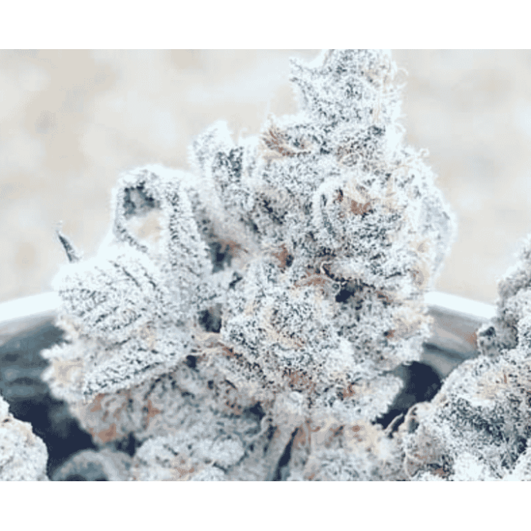 Marijuana Seeds For Sale Near Me Terpy Seeds - Marijuana Seed Bank - Cannabis Seeds For Sale